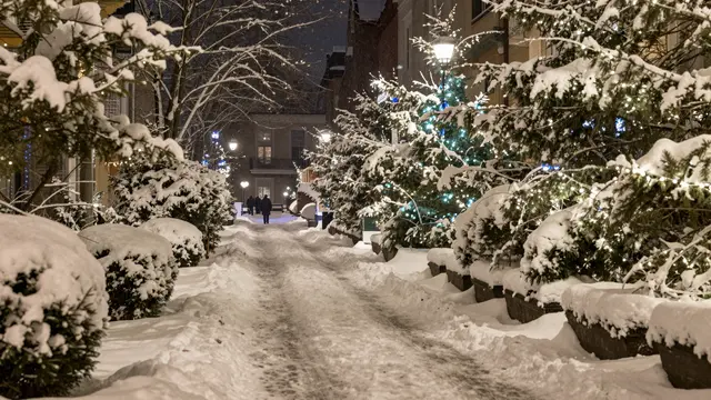 Snow covers a residential street lined with lit evergreen trees under a dark festive night sky