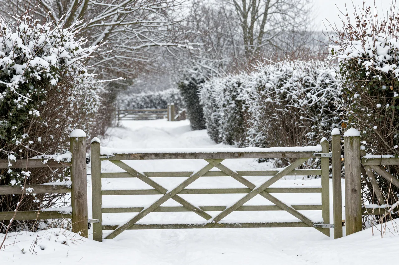 A snow-covered wooden gate closes off a hedgerow lined country lane during falling snow