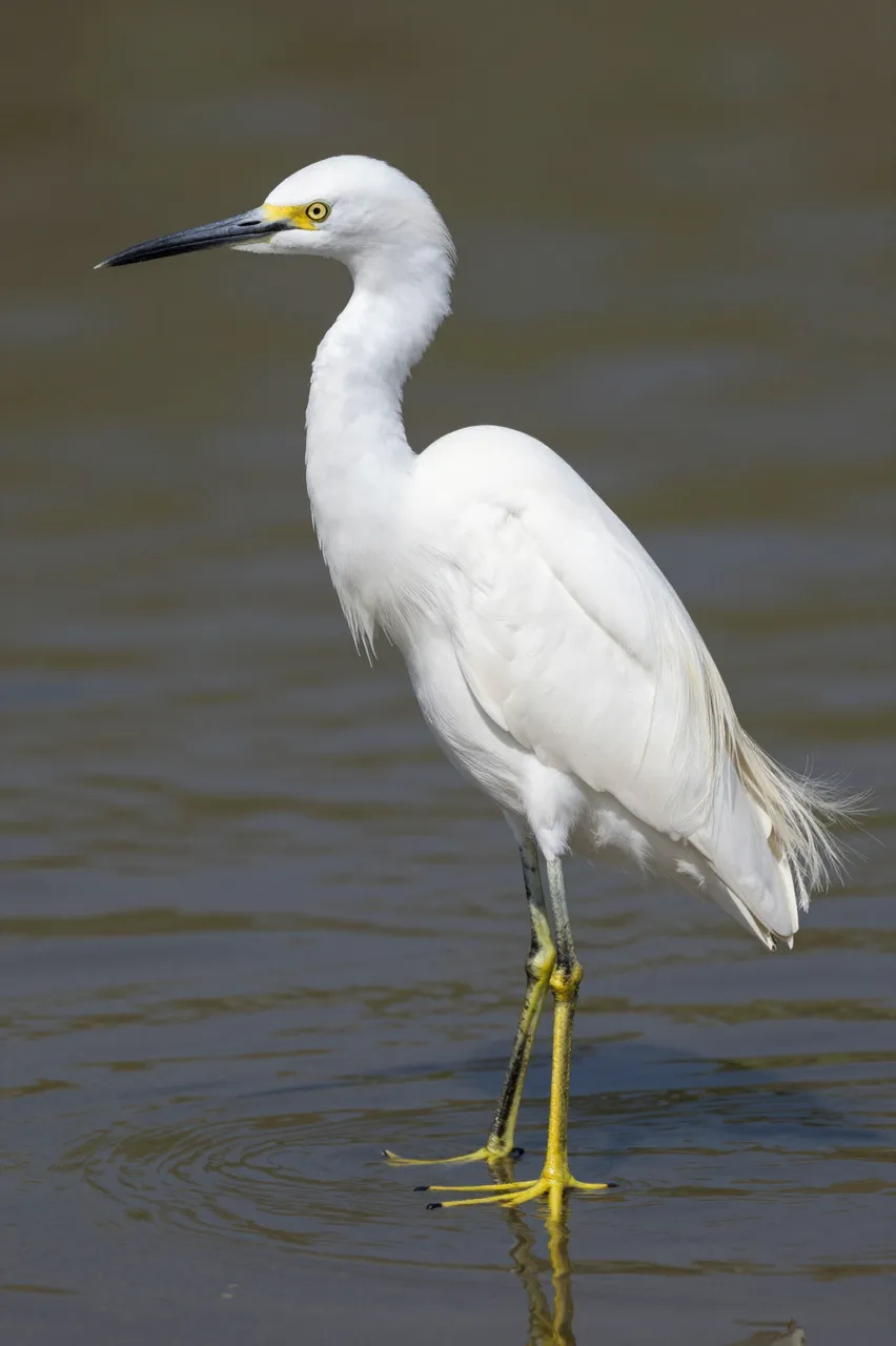 A white snowy egret with bright yellow feet stands still in calm shallow rippled water
