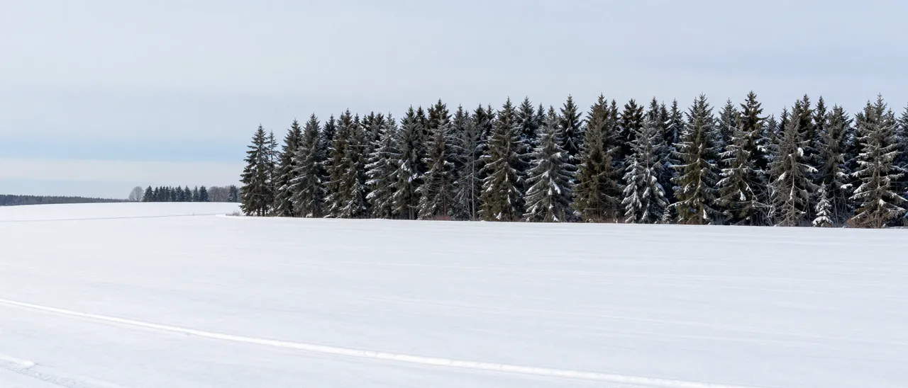 Wide snowy plain stretches out below a pale winter sky next to a line of snow-dusted fir trees