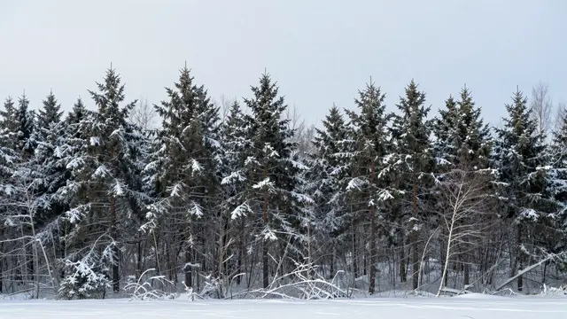 Snow covers evergreen trees at a forest edge beneath a pale overcast winter sky with open foreground copy space
