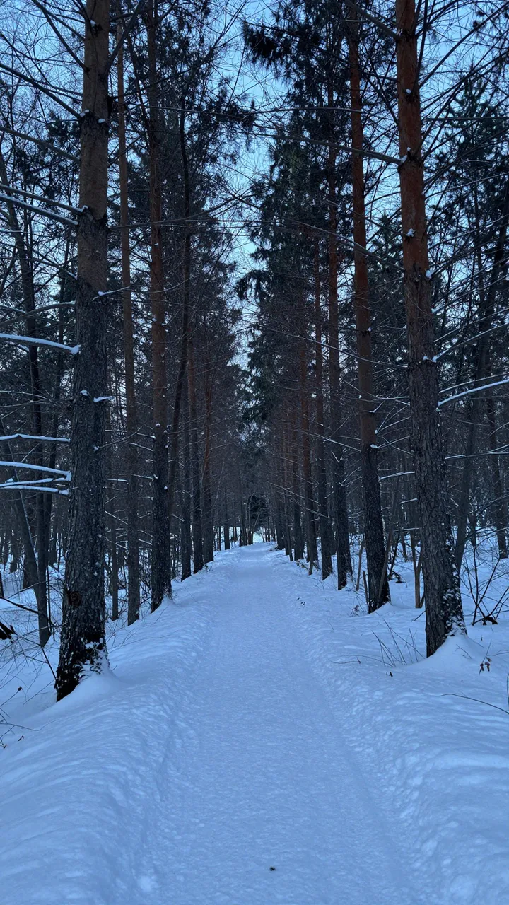 A snow-covered walking trail extends through a tall, quiet winter forest during pale blue hour twilight