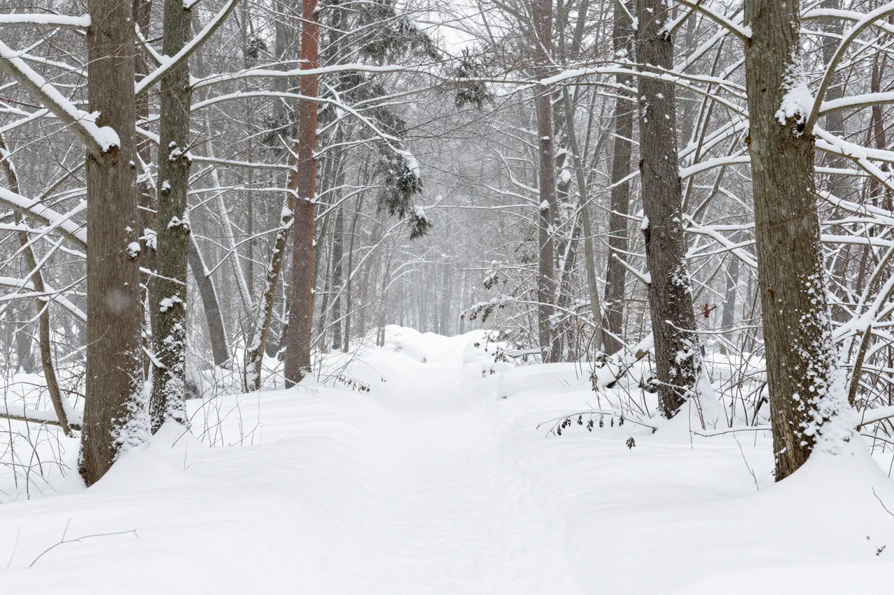 A snow-covered path winds through a quiet forest as heavy snow falls on bare, snow-laden tree branches