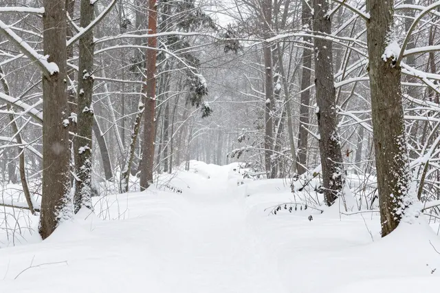 A snow-covered path winds through a quiet forest as heavy snow falls on bare, snow-laden tree branches