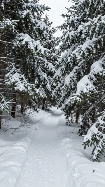 A narrow packed snow trail winds between snow-heavy evergreen trees under overcast gray light