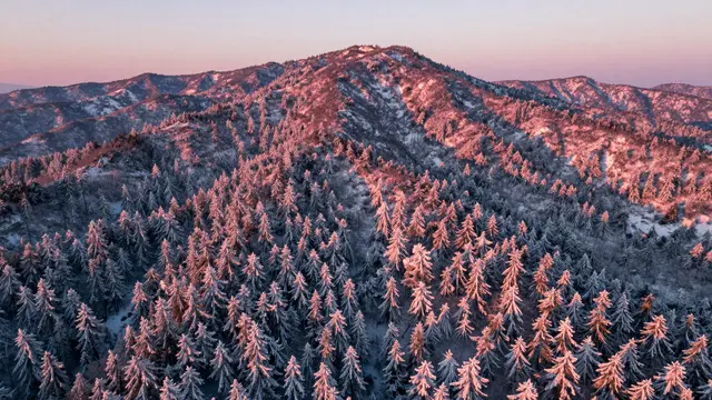 Aerial view of snow-covered mountain evergreen trees glowing pink in soft sunrise light