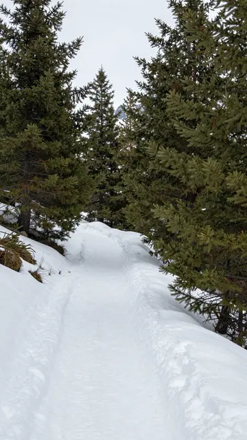 Snow-covered hiking trail winds between dense evergreen pine trees under an overcast winter sky