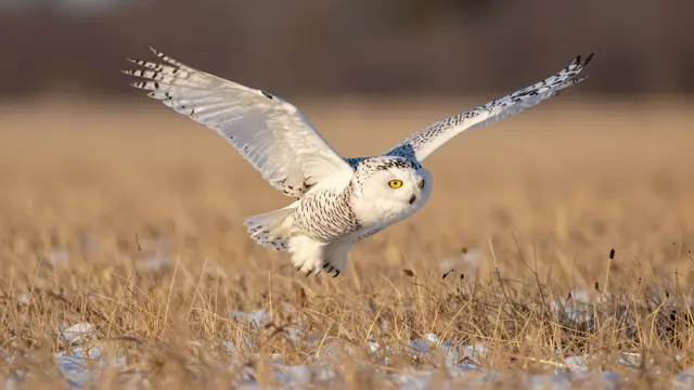A snowy owl with spread broad white wings flies low over golden winter grass dotted with patches of snow at golden hour