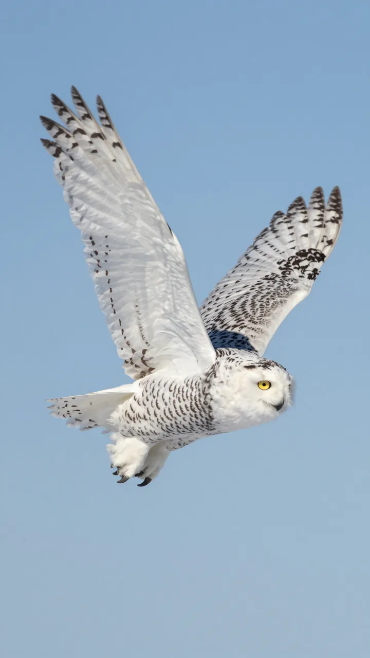 A snowy owl with spread wings flies against a clear pale blue winter sky