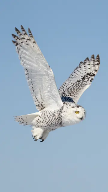 A snowy owl with spread wings flies against a clear pale blue winter sky