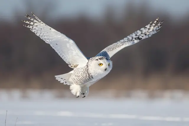 A snowy owl with spread wings flies low over a sunlit snowy open field.