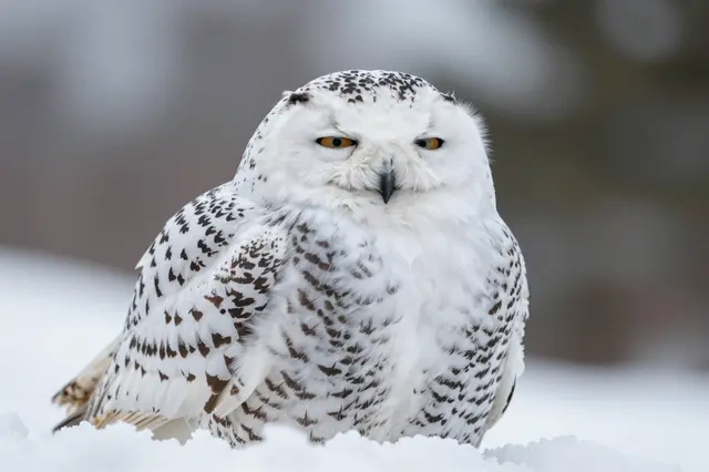 A snowy owl with half-lidded golden eyes rests perched on a soft snowdrift under overcast light.