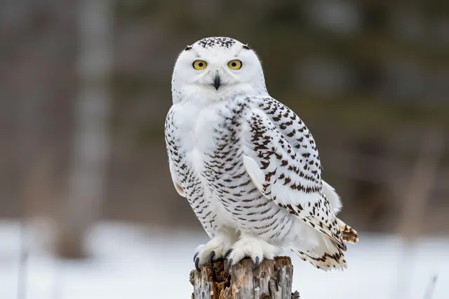 A snowy owl with bright yellow eyes perches upright on a snow-dusted wooden stump facing the viewer