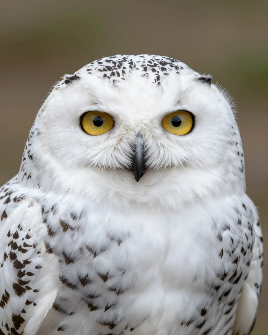 Close-up portrait of a snowy owl staring directly at the camera with bright yellow eyes