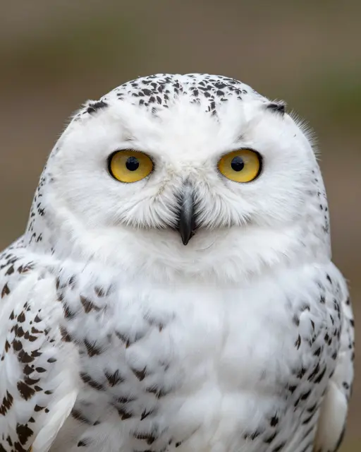 Close-up portrait of a snowy owl staring directly at the camera with bright yellow eyes