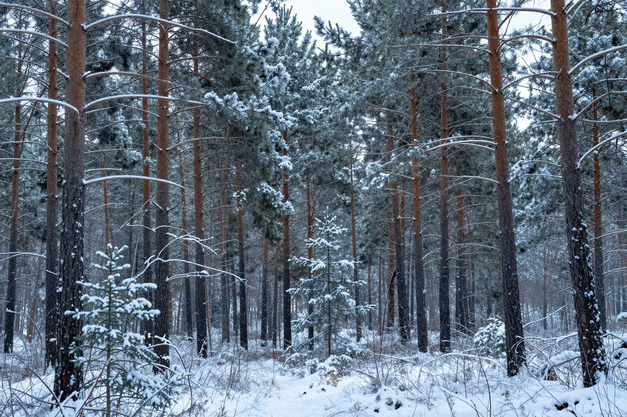 Tall pine trees blanketed in fresh snow stand in a quiet winter forest under soft cool light