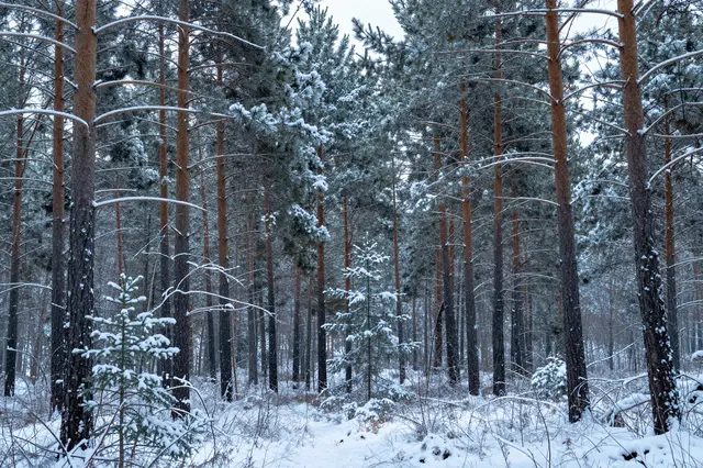 Tall pine trees blanketed in fresh snow stand in a quiet winter forest under soft cool light