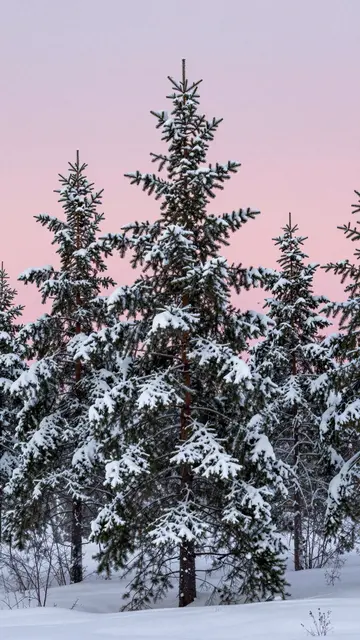 Snow-covered spruce trees stand against a soft pastel pink sky in a winter landscape
