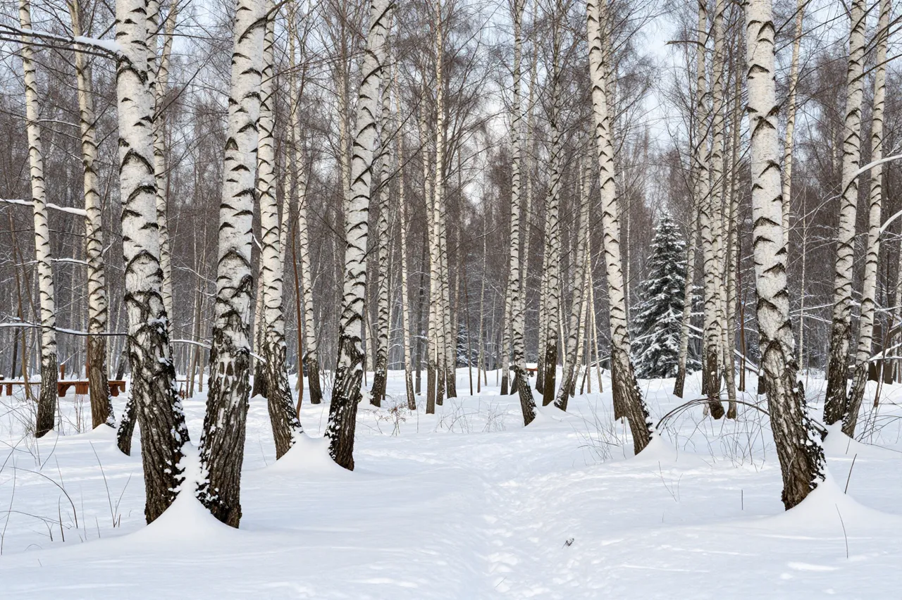 Snow covers the ground between bare white-barked birch trees in a quiet winter forest