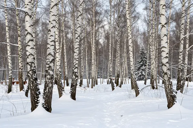 Snow covers the ground between bare white-barked birch trees in a quiet winter forest