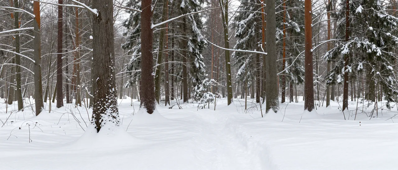 Wide panoramic view of a snow-covered forest with coniferous and bare trees under overcast skies