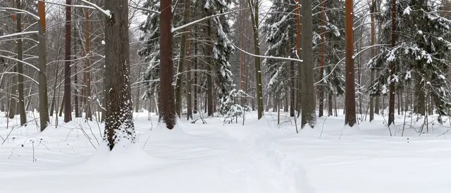 Wide panoramic view of a snow-covered forest with coniferous and bare trees under overcast skies
