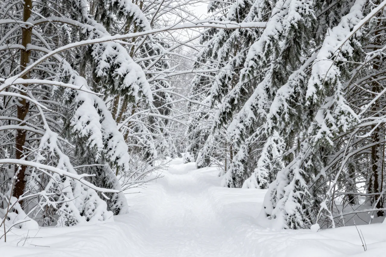 A narrow snow-covered trail winds between thick snow-laden evergreen trees in a quiet winter forest