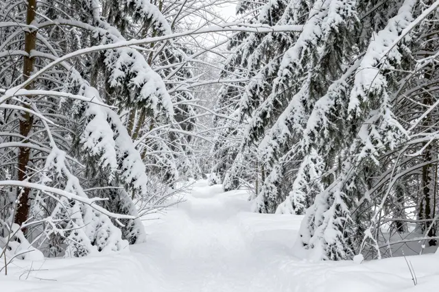 A narrow snow-covered trail winds between thick snow-laden evergreen trees in a quiet winter forest