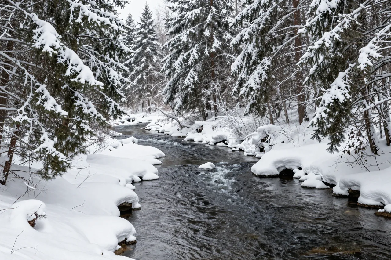 Dark flowing river winds between snow-covered spruce trees in a quiet winter forest
