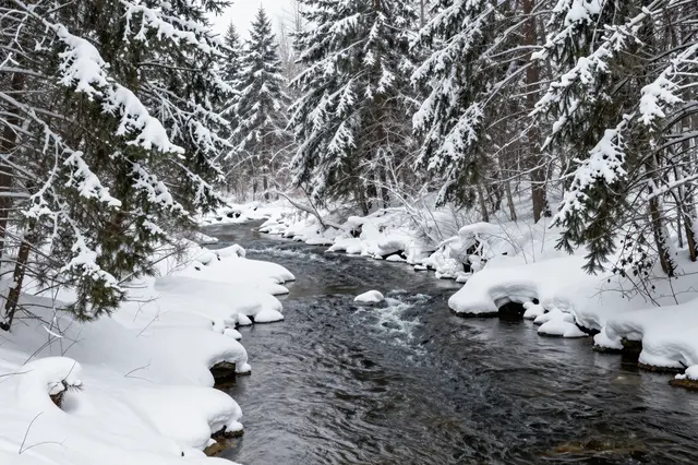Dark flowing river winds between snow-covered spruce trees in a quiet winter forest