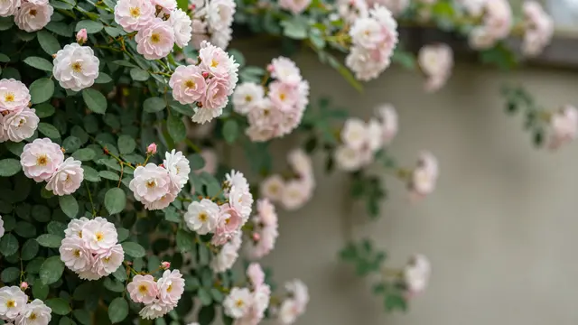 Pale pink and white climbing roses with green leaves cascade beside a neutral garden wall, with empty copy space on the