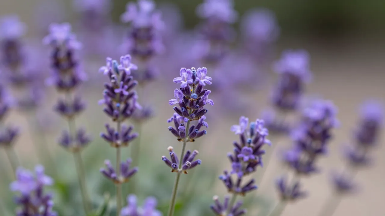 Sharp foreground lavender flower stems stand against an out-of-focus blurred purple floral background.