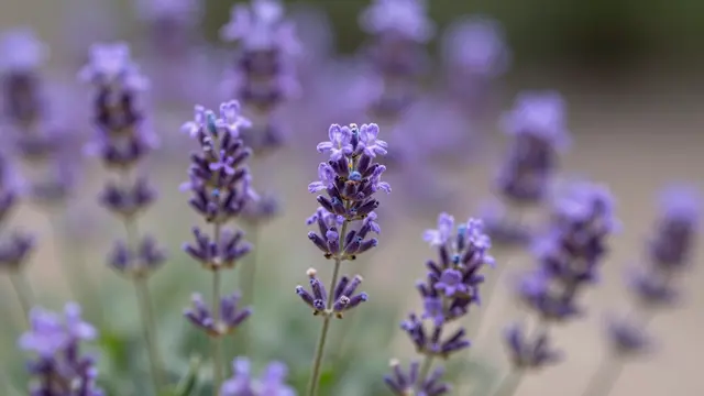 Sharp foreground lavender flower stems stand against an out-of-focus blurred purple floral background.