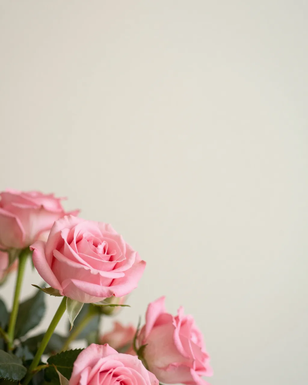 Clustered soft pink roses in the lower left frame against a smooth creamy beige empty background