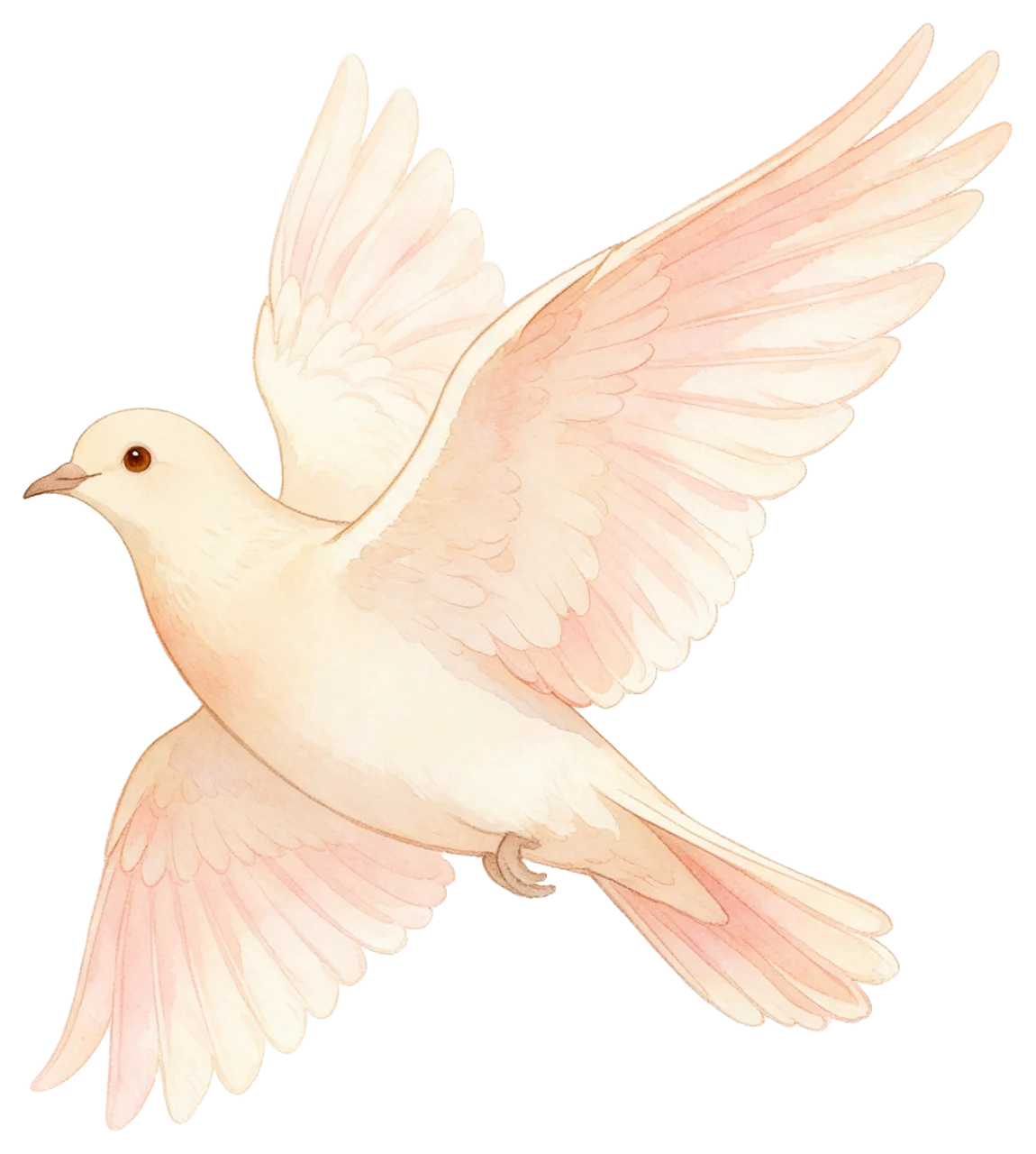 A side view of a dove in flight rendered in soft pink and cream watercolor washes