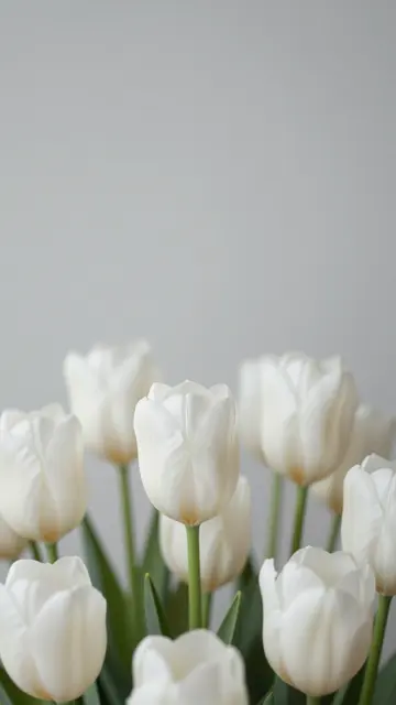 Soft focus white tulips arranged at the bottom of the frame above pale gray empty copy space