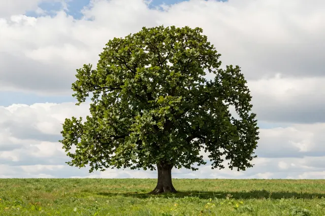 A lone broad oak tree stands in a lush green grassy field under puffy white clouds and blue sky