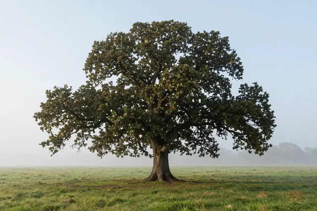 A large old oak tree stands alone in a grassy field under soft dawn fog.