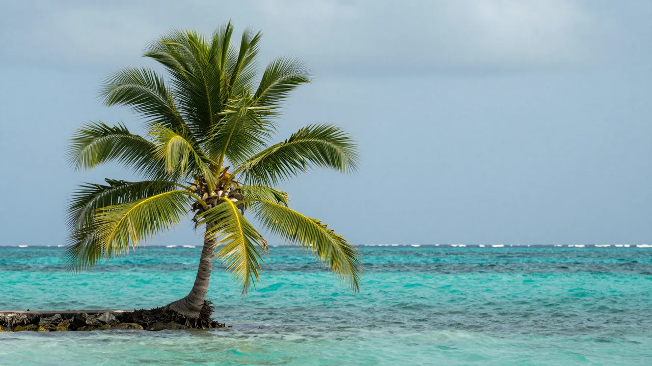 A single coconut palm tree grows from a small rocky islet surrounded by bright turquoise ocean under a pale blue sky.