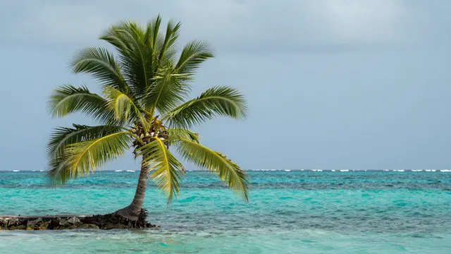 A single coconut palm tree grows from a small rocky islet surrounded by bright turquoise ocean under a pale blue sky.