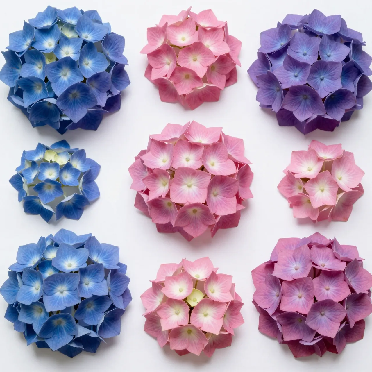 Arranged fresh blue, pink, and purple hydrangea flower heads on a plain white background in a grid pattern.
