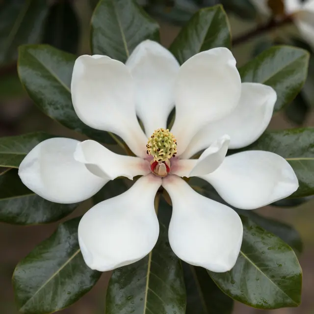 Open white southern magnolia flower surrounded by glossy dark green leaves