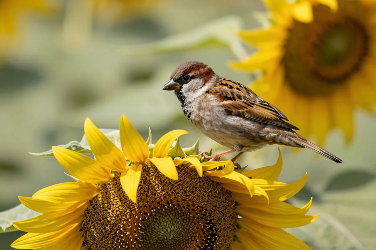 A male house sparrow perches on a drooping sunflower in bright late summer garden light