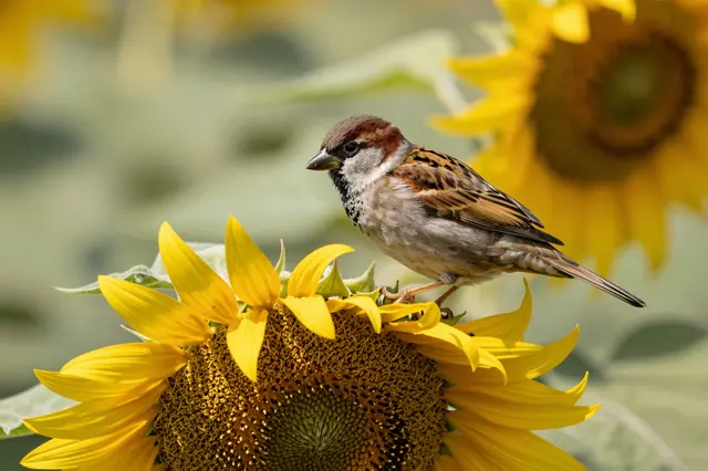 A male house sparrow perches on a drooping sunflower in bright late summer garden light