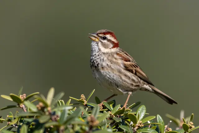A small patterned songbird with an open beak perched on top of a leafy shrub against a blurred green background