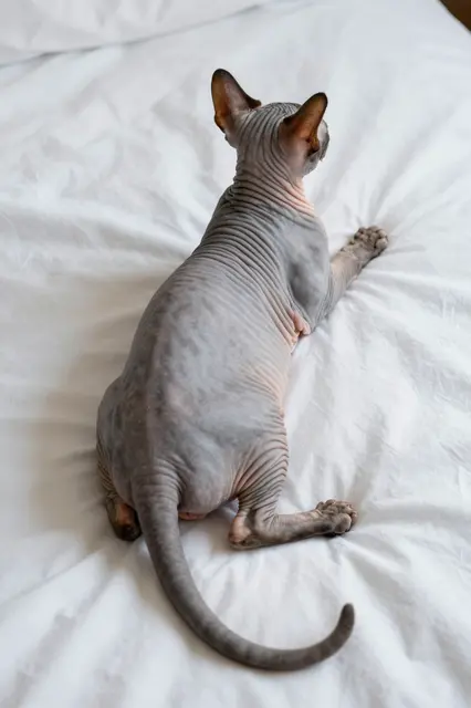 Back view of a wrinkled hairless Sphynx cat stretching across soft white bed linens in gentle light