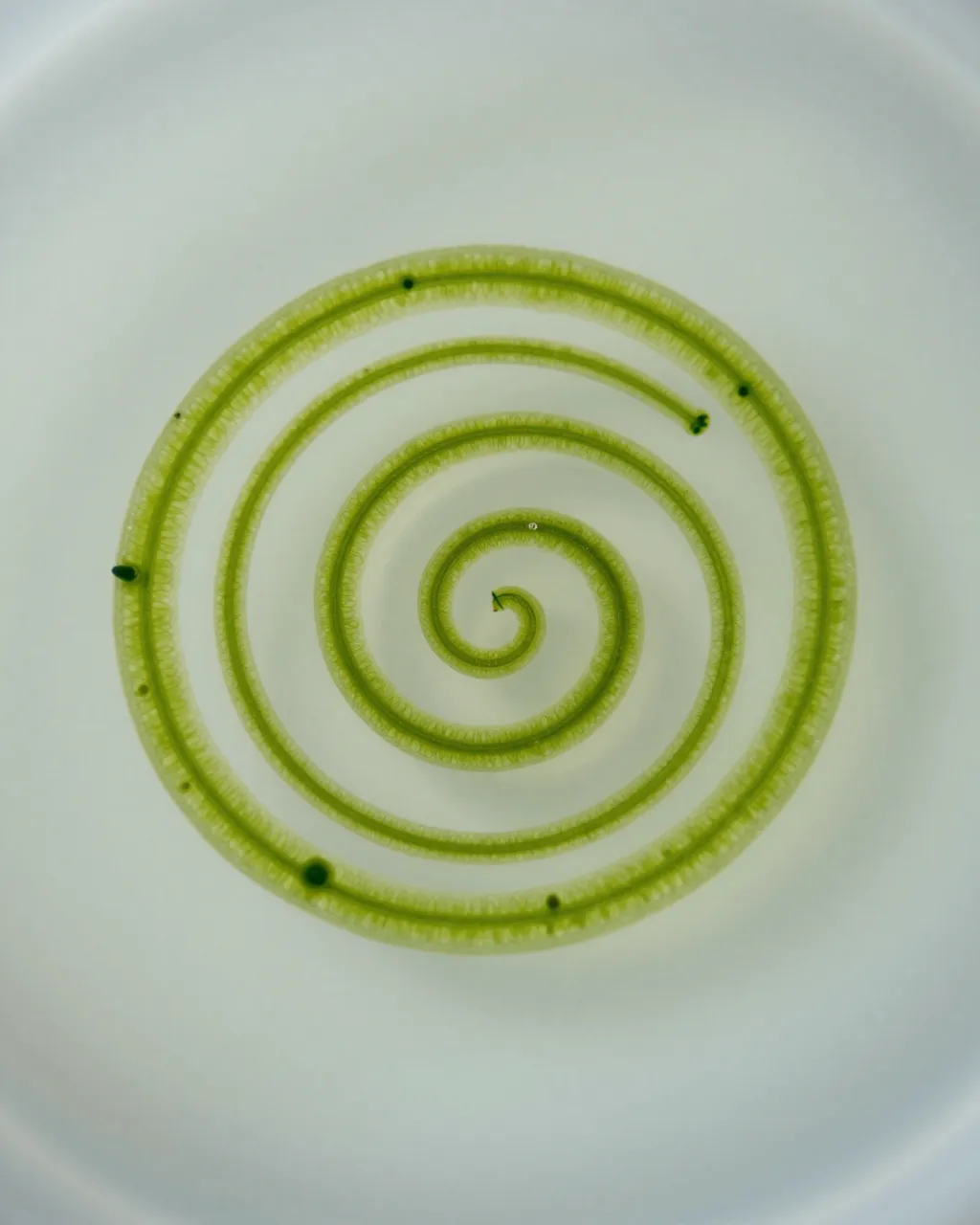 A coiled spiral green algae filament viewed under bright field microscopy against a pale clear background