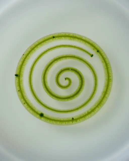 A coiled spiral green algae filament viewed under bright field microscopy against a pale clear background