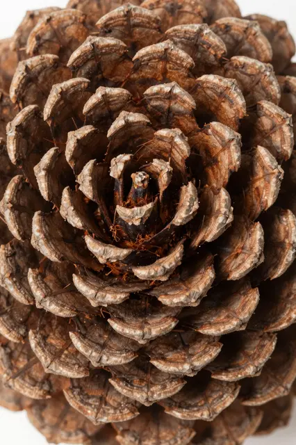 Extreme close-up of tightly overlapping spiraling woody pinecone scales under even flat lighting.