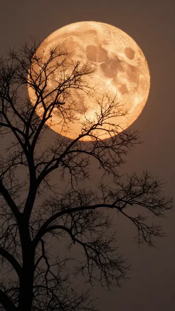 Bare leafless tree silhouetted against a huge glowing orange full moon on a dark night